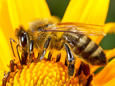 Bee Sting Treatment Bee Sting Treatment