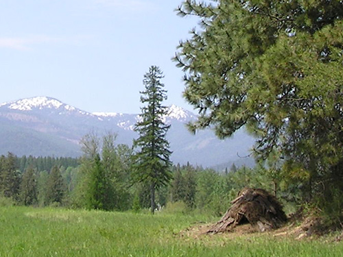Wilderness Survival Guide Wilderness Survival Guide
