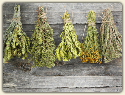 how-to-dry-herbs-1.jpg
