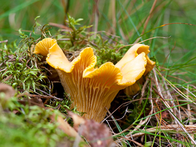 Wild Mushroom Season Chart