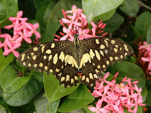 Emerging Girls Program Emerging Girls Program