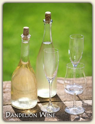 Dandelion Wine Recipe Dandelion Wine Recipe