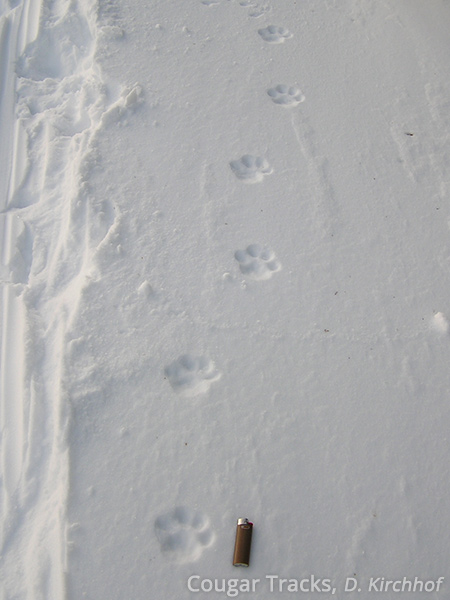 Cougar Tracks