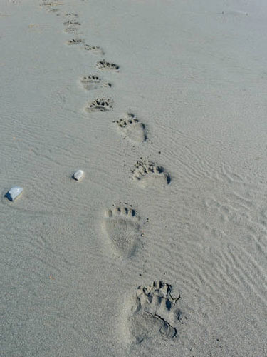 Wildlife Tracking Class Wildlife Tracking Class
