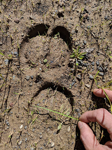 Wildlife Tracking Class