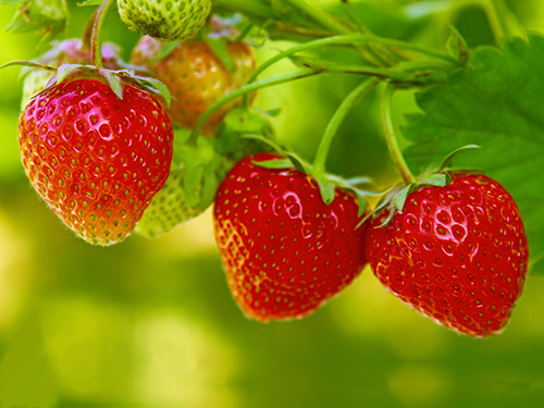 Growing Strawberries Growing Strawberries