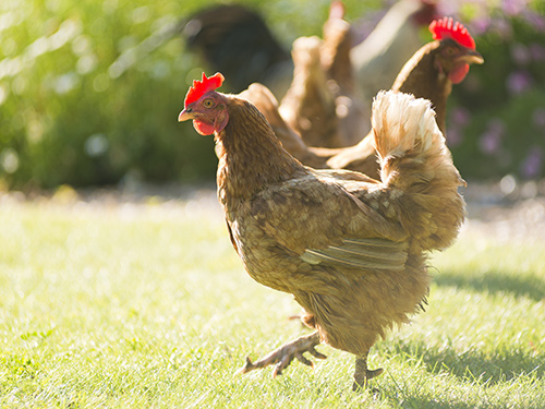 How to Raise Chickens How to Raise Chickens