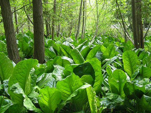 Skunk Cabbage Skunk Cabbage