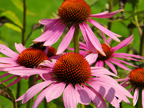 Benefits of Echinacea Benefits of Echinacea