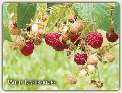 Edible Wild Berries