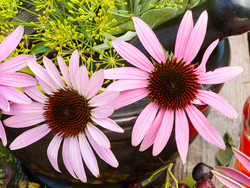 Benefits of Echinacea Benefits of Echinacea