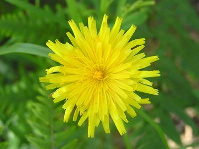 Dandelion Recipes Dandelion Recipes