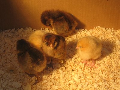 How to Raise Chickens