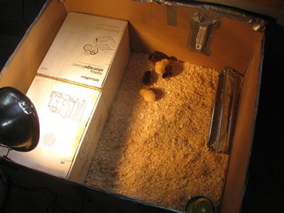 How to Raise Chickens How to Raise Chickens