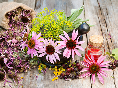 Wild Edible and Medicinal Plants Workshop