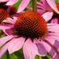 Benefits of Echinacea Benefits of Echinacea