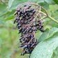 Elderberry Recipes