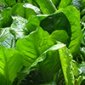 Skunk Cabbage