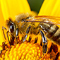 Bee Sting Treatment Bee Sting Treatment