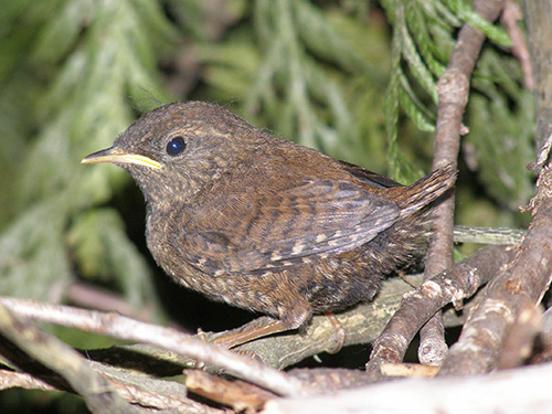 Bird Language