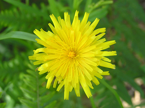 Dandelion Recipes