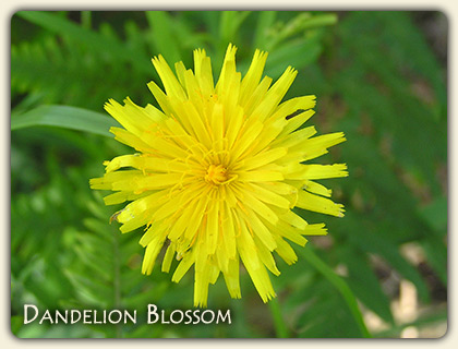 Dandelion Wine Recipe