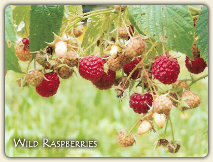 What is Wildberries