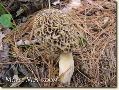 Edible Wild Mushrooms