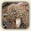 Edible Wild Mushrooms