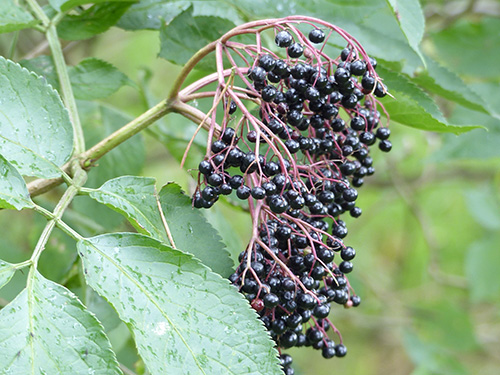 Elderberry Recipes