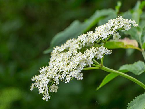 Elderberry Recipes