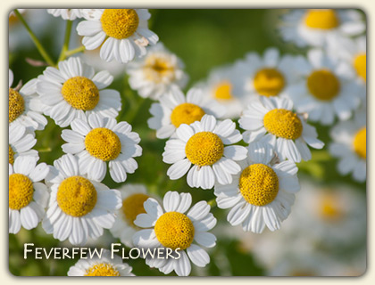 Feverfew Migraine