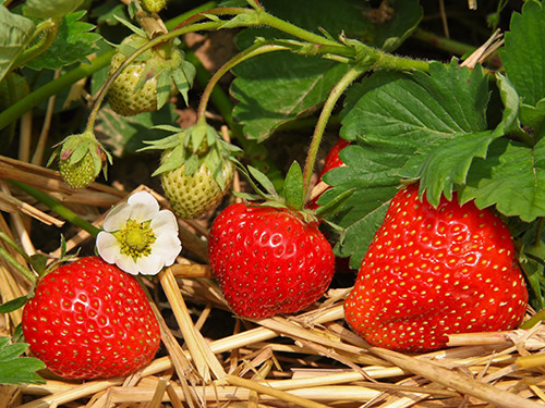 Growing Strawberries Growing Strawberries