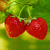 Growing Strawberries Growing Strawberries