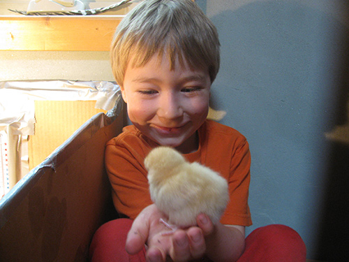 How to Raise Chickens