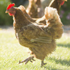 How to Raise Chickens How to Raise Chickens