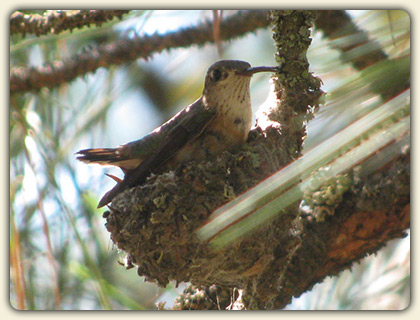 Hummingbird