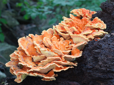 Identifying Wild Mushrooms Identifying Wild Mushrooms