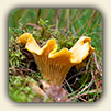 Identifying Wild Mushrooms