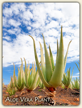 Medicinal Uses of Aloe Vera