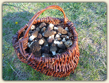 Morel Mushroom Hunting