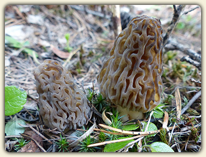 Morel Mushroom Hunting