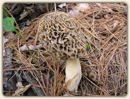 Morel Mushroom Hunting