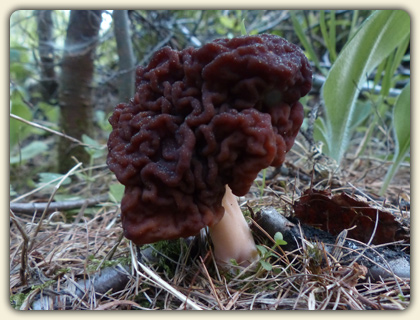 Morel Mushroom Hunting