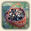 Morel Mushroom Hunting Morel Mushroom Hunting