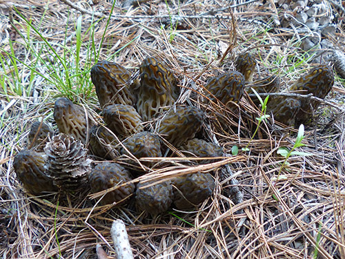 Morel Mushroom Hunting Workshop