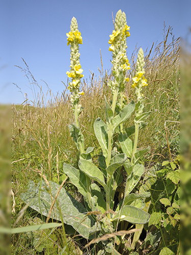 Mullein Tea