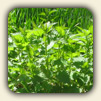 Online Herbal Remedies Advice Online Herbal Remedies Advice