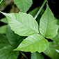 Poison Ivy Plant