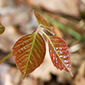 Poison Ivy Treatment